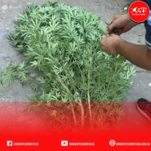 Operativo en el Barrio Patono: detienen a “Pela” y secuestran estupefacientes en allanamientos múltiples