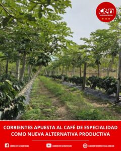 Innovación agrícola en Corrientes: ensayan con éxito la producción de café de especialidad