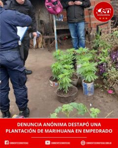 Desbaratan una plantación de marihuana en el centro de Empedrado tras una denuncia anónima