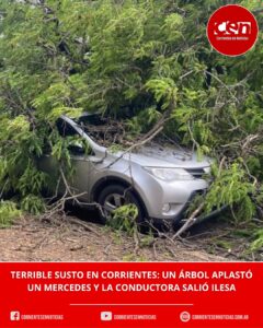 Milagro en el barrio Cambá Cuá: un árbol gigante aplastó un auto y una joven estudiante de Medicina salió ilesa