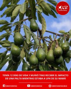 Tragedia en Quilmes: murió un bebé de 12 días tras caerle una palta en la cabeza mientras estaba en brazos de su madre